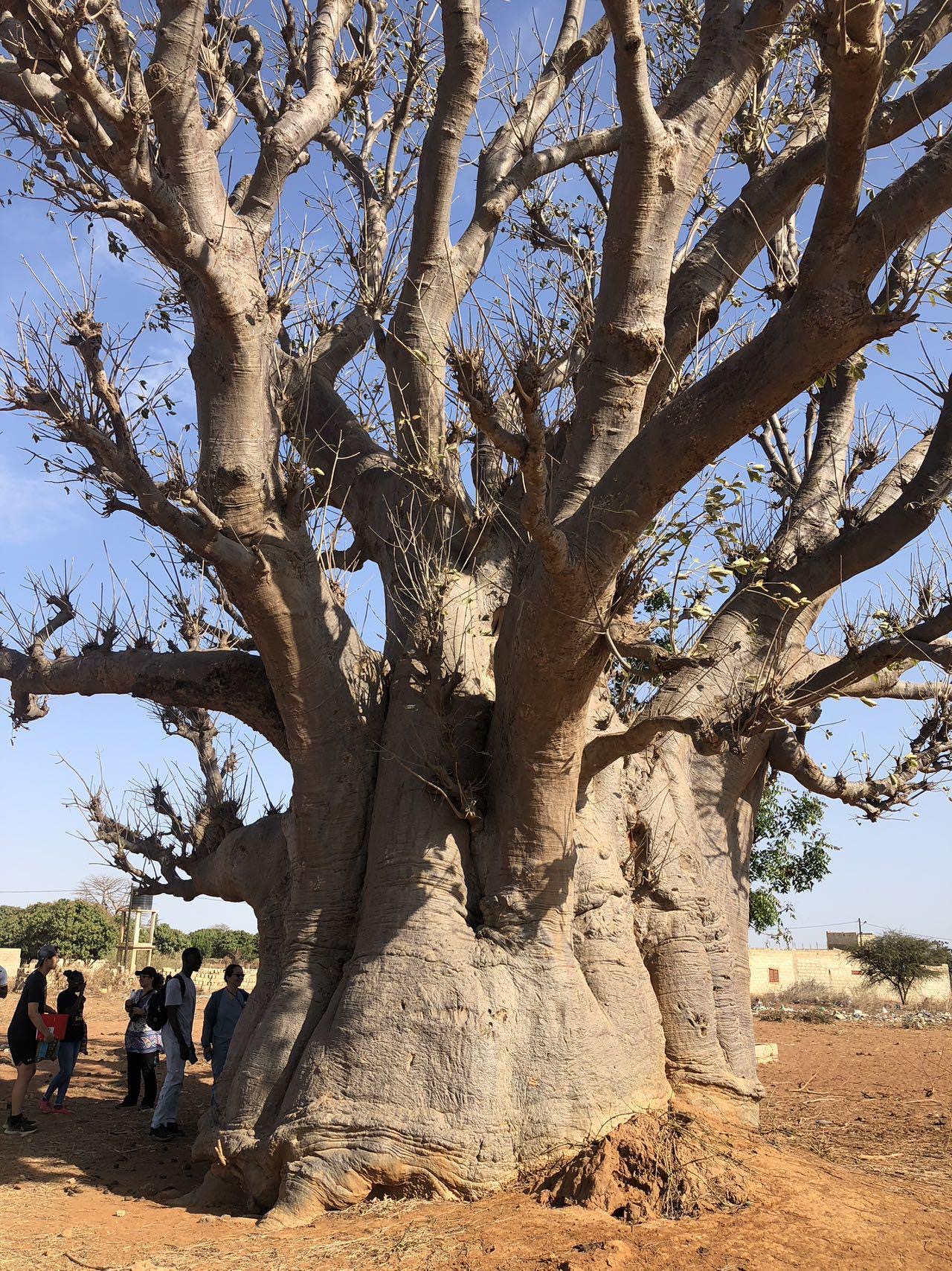 African Baobab Tree on our tour of the village